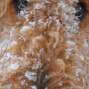 Meet your Posher, Mike